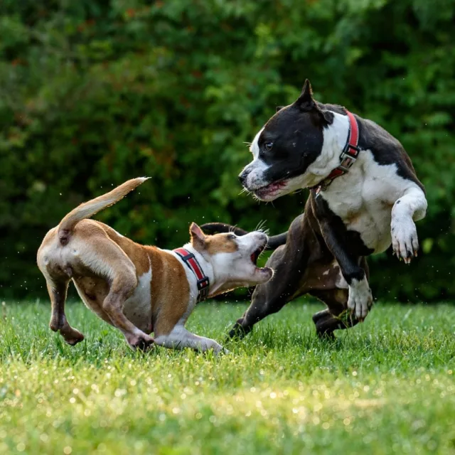 🐾 Chien dangereux ou maître irresponsable ? 🐾
Un chien dangereux, ça n'existe pas ! Tout est question d'instruction et de maîtrise. Mais que faire quand « Médor » sans rappel fonce vers un congénère ? 😬
Découvrez notre article complet pour comprendre les vraies causes des bagarres canines et comment les éviter. 🐕‍🦺
👉 À lire ici : https://saveyourdog.ch/les-chiens-dangereux/
#Chiens #Responsabilité #ÉducationCanine #ChiensDangereux #VieAvecLesChiens #MaîtresResponsables