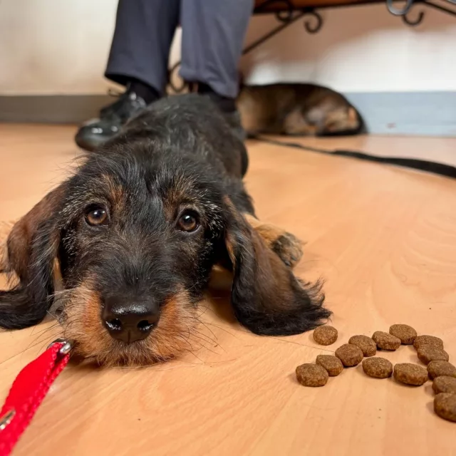 Alfie – 3 mois
En pleine mission : couchée, pas bouger… et surtout ne pas craquer face aux croquettes!
(Oui, elle a bien vu. Oui, elle sait. Et non, elle n’y touchera pas.)

Le refus d’appât, ça s’apprend dès tout petit. Il n’est jamais trop tôt pour poser les bonnes bases — surtout quand elles peuvent un jour lui sauver la vie.

Team chiot sérieux ou team “je goûte d’abord, je réfléchis après” ?
Dis-moi en commentaire !

#AlfieLaTeckel #ChiotEnÉducation #RefusDApât #PasBouger #ObéissanceChiot #TeckelAPoilDur #PetTraining #InstructeurCanin #ChiotMalin #MissionCroquette