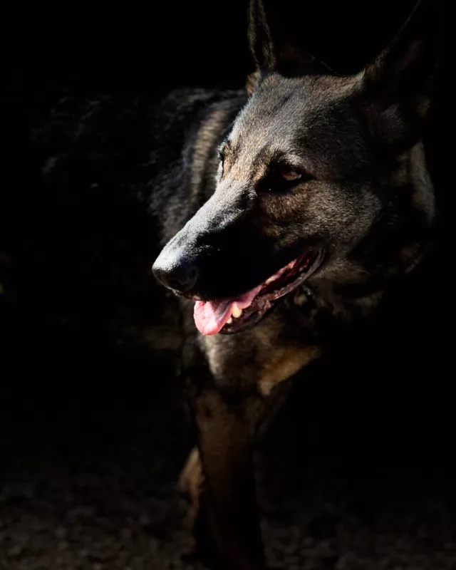 “Le chien a beau avoir quatre pattes, il ne peut emprunter qu’un seul chemin à la fois.”

À chaque instant, ton chien fait un choix : te suivre, ou s’éloigner.
Son chemin dépend de ta clarté, de ton engagement, de ta confiance.

Chez SAVEYOURDOG, nous formons des binômes soudés, capables d’avancer ensemble, sans hésitation.

Et toi, quel chemin choisis-tu de prendre avec ton chien ?
Dis-le-nous en commentaire.

#SAVEYOURDOG #ConfianceAbsolue #CheminCommun #BergerAllemand #ChienDeTravail #LienSolide #PatteAprèsPatte #InstructeurCanin #TeamSAVEYOURDOG